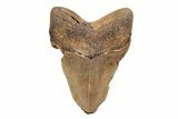 5.23" Fossil Megalodon Tooth - North Carolina - #201912-2